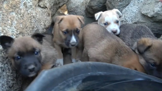 A group of puppies huddled together in front of a rock.