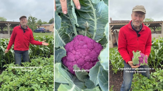 A man in a red jacket stands in a garden showcasing vibrant purple cauliflower surrounded by green plants.