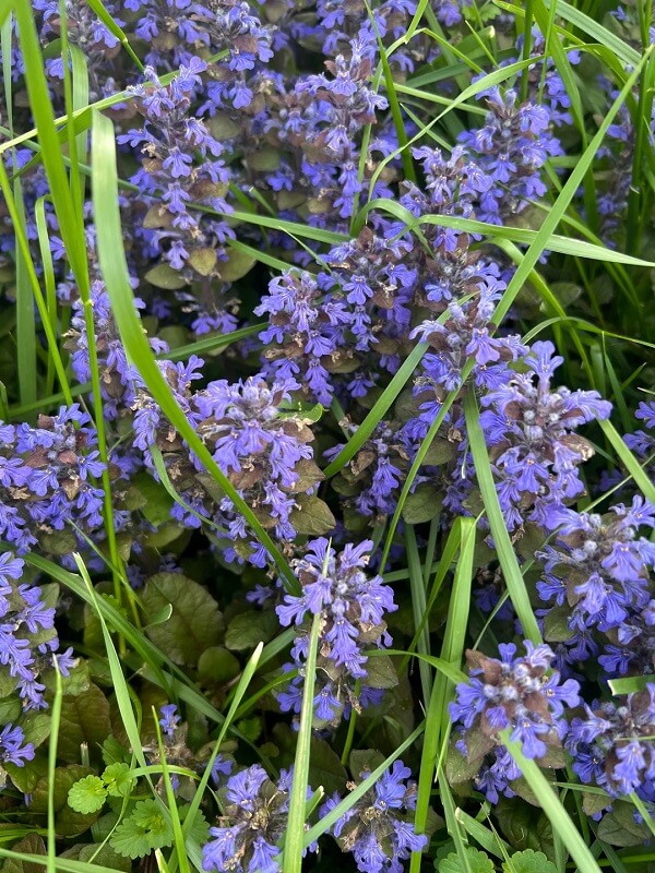 A dense patch of purple-flowered plants surrounded by green grass and leaves.