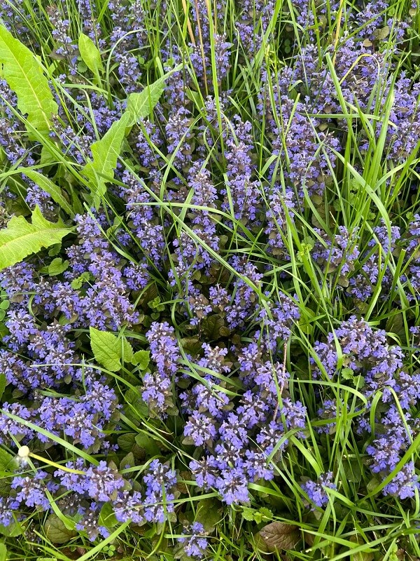 A dense patch of purple-flowered plants surrounded by green grass and leaves.