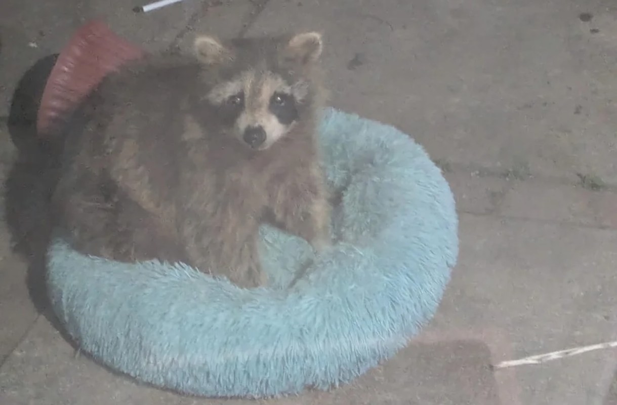 A raccoon sitting in a fluffy blue pet bed on a concrete surface.