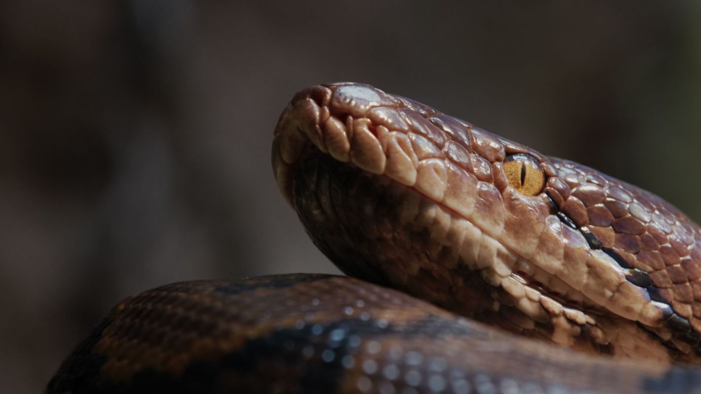 A reticulated python.