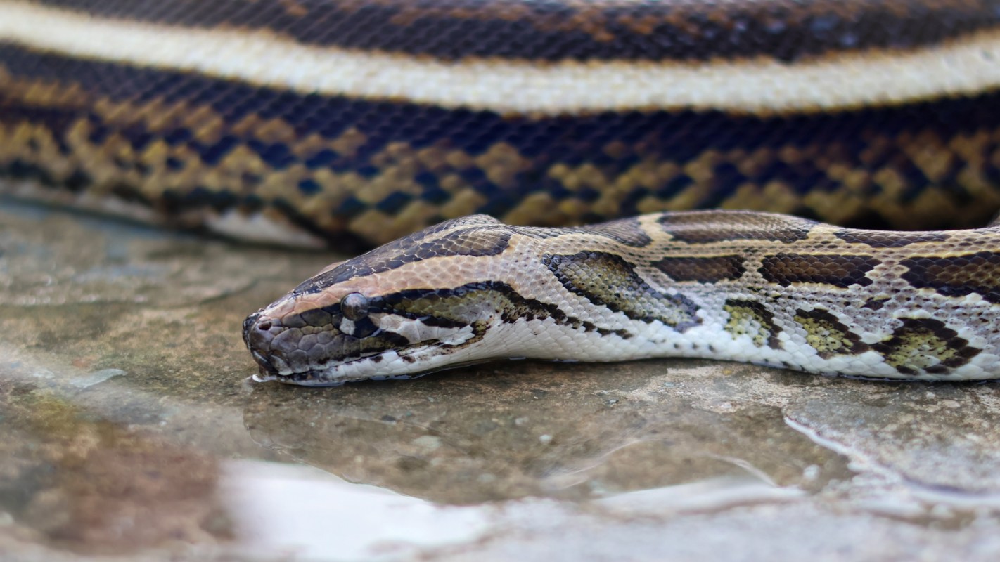 A close-up of a python resting on a wet surface, showcasing its patterned scales and head.