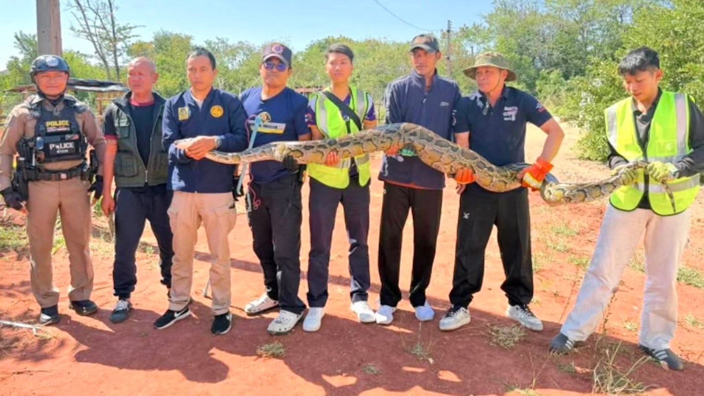 A group of men in safety gear holds a large snake while standing on a dirt path in a wooded area.