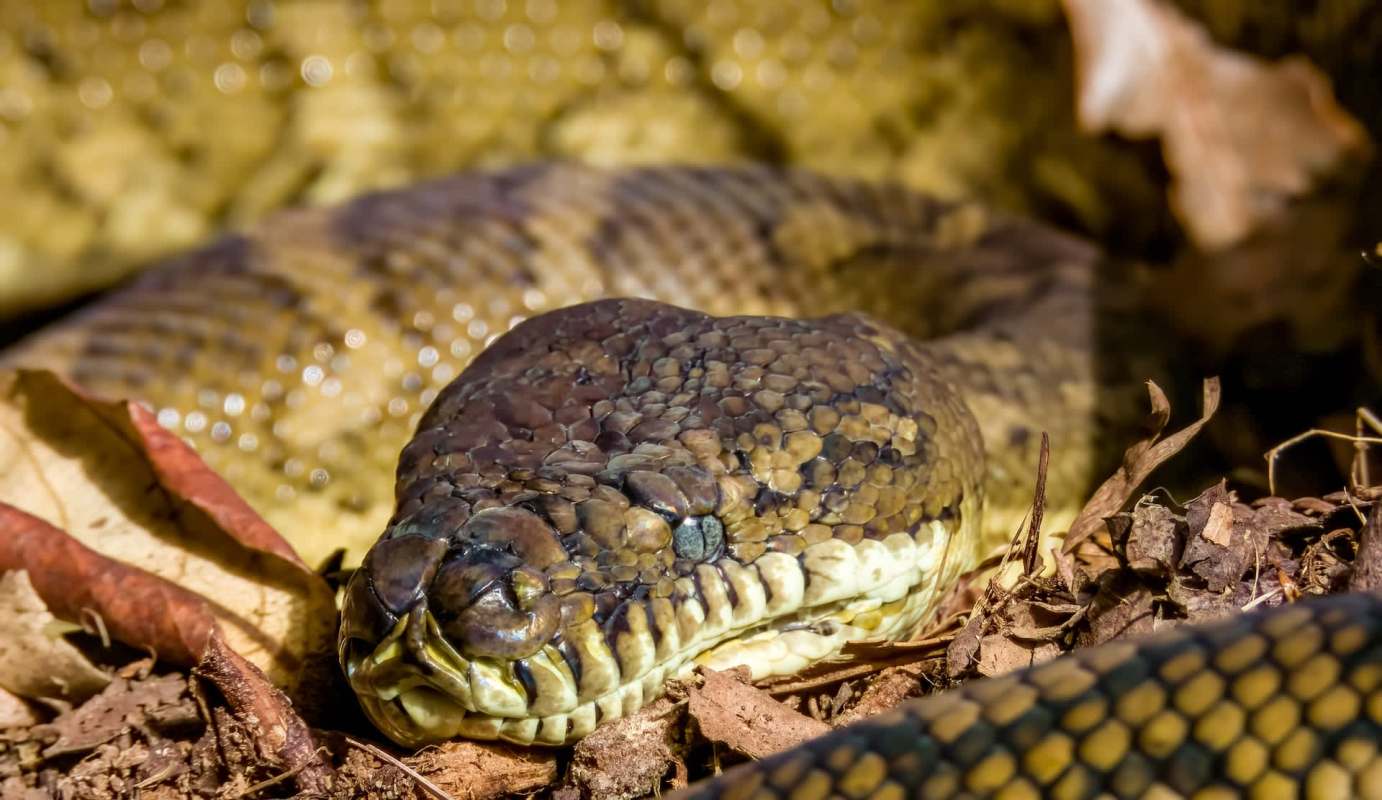 A close-up of a carpet python's head resting on leaves and soil, showcasing its textured skin and piercing eyes.