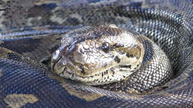 A large, coiled snake.