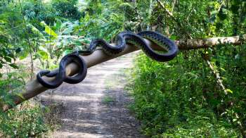 A large snake is coiled on a tree branch above a dirt path surrounded by lush greenery.