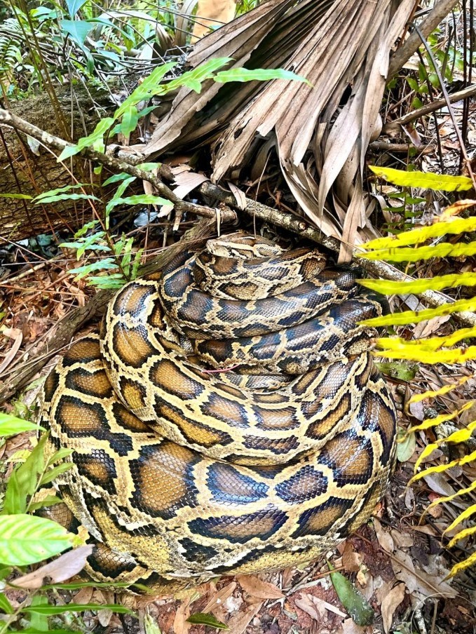 Florida's Python Challenge is back, but biologists say the 4-ton ...
