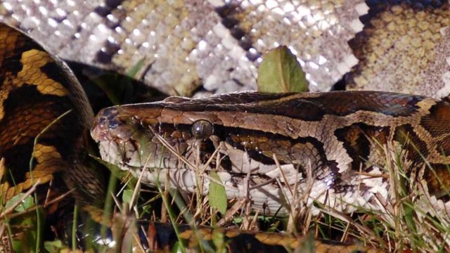 A python resting on grass.