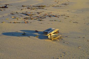 A pair of open seashells rests on a sandy beach scattered with small debris and seaweed.