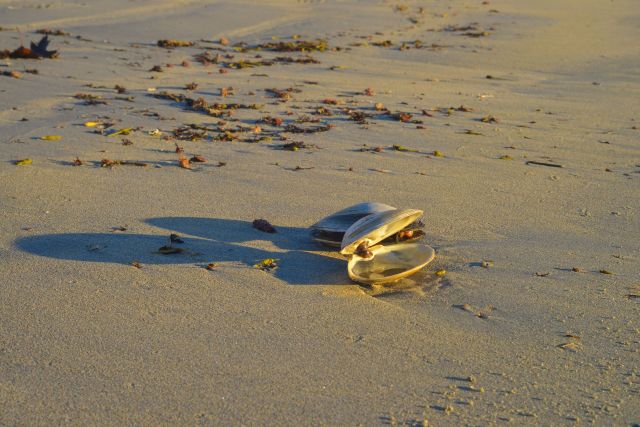 A pair of open seashells rests on a sandy beach scattered with small debris and seaweed.
