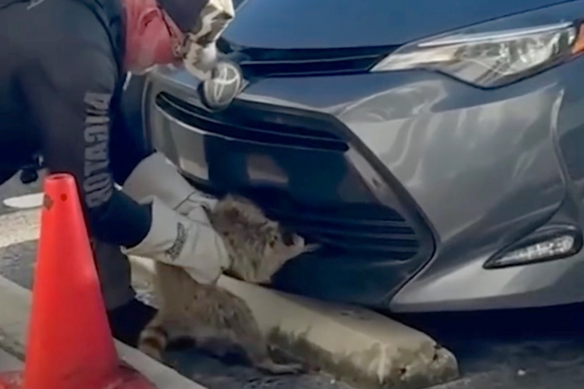 A person in gloves rescues a raccoon trapped under the front of a gray car near a traffic cone.