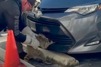 A person in gloves rescues a raccoon trapped under the front of a gray car near a traffic cone.