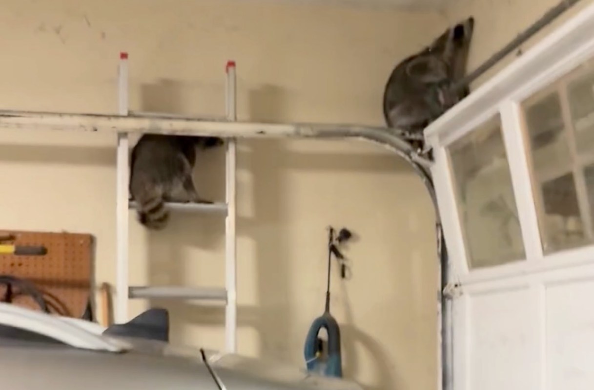 Two raccoons are staying still in a garage, one on a ladder and the other perched on the garage door.