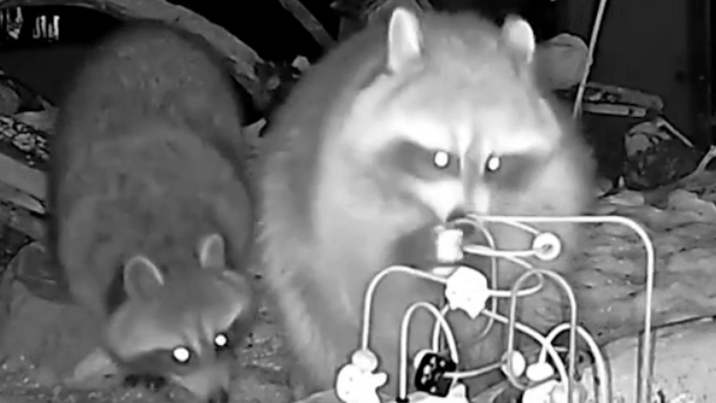 Two raccoons are exploring a colorful activity toy in a dimly lit environment.
