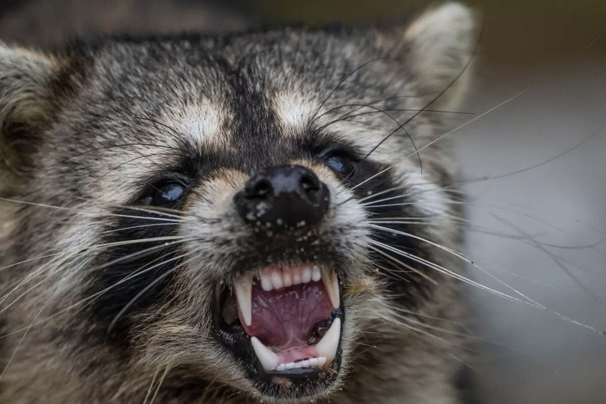 A close-up of an agitated raccoon showing its teeth and growling.
