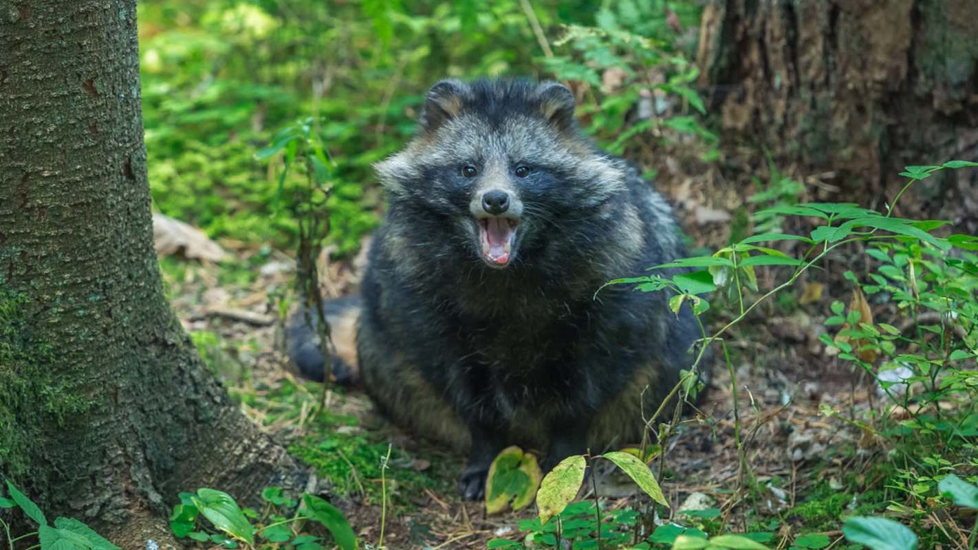 A furry creature with a round face and open mouth sits among greenery in a forested area.