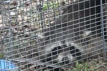 A raccoon caught in a humane trap.