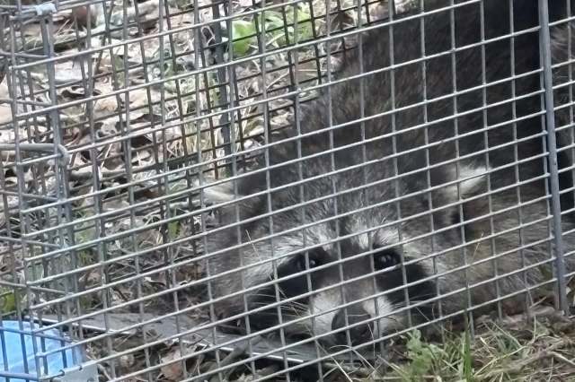 A raccoon caught in a humane trap.