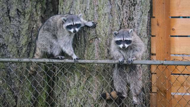 Two raccoons perched on a fence beside a tree, with one climbing and the other sitting.