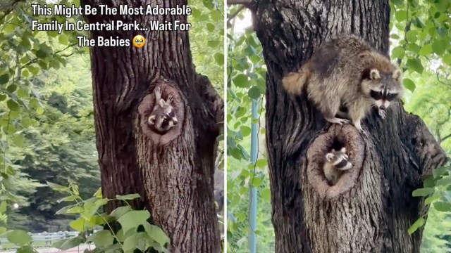 A raccoon sitting on a tree trunk near a hollow, where another raccoon peeks out, surrounded by green foliage.