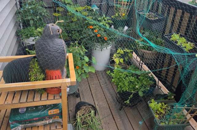 A balcony garden filled with various plants, a plastic bird statue, and green netting for protection.