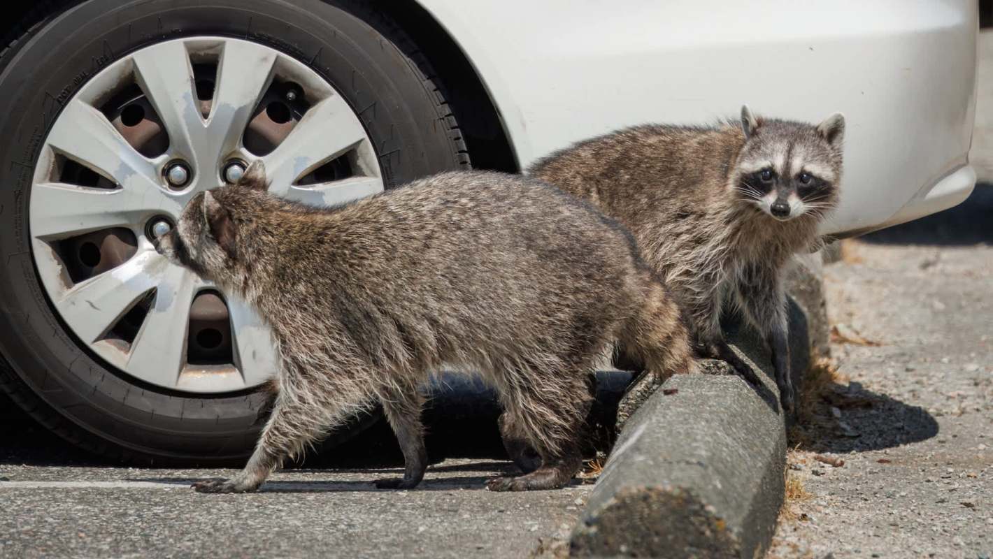 Two raccoons exploring a parking lot near a white car's tire.