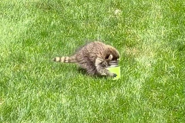 A baby raccoon's head is stuck in a glass jar on the grass.