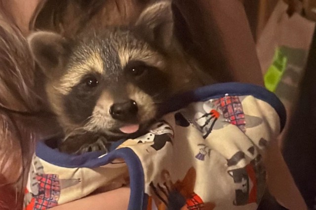 A raccoon being held in a colorful blanket.