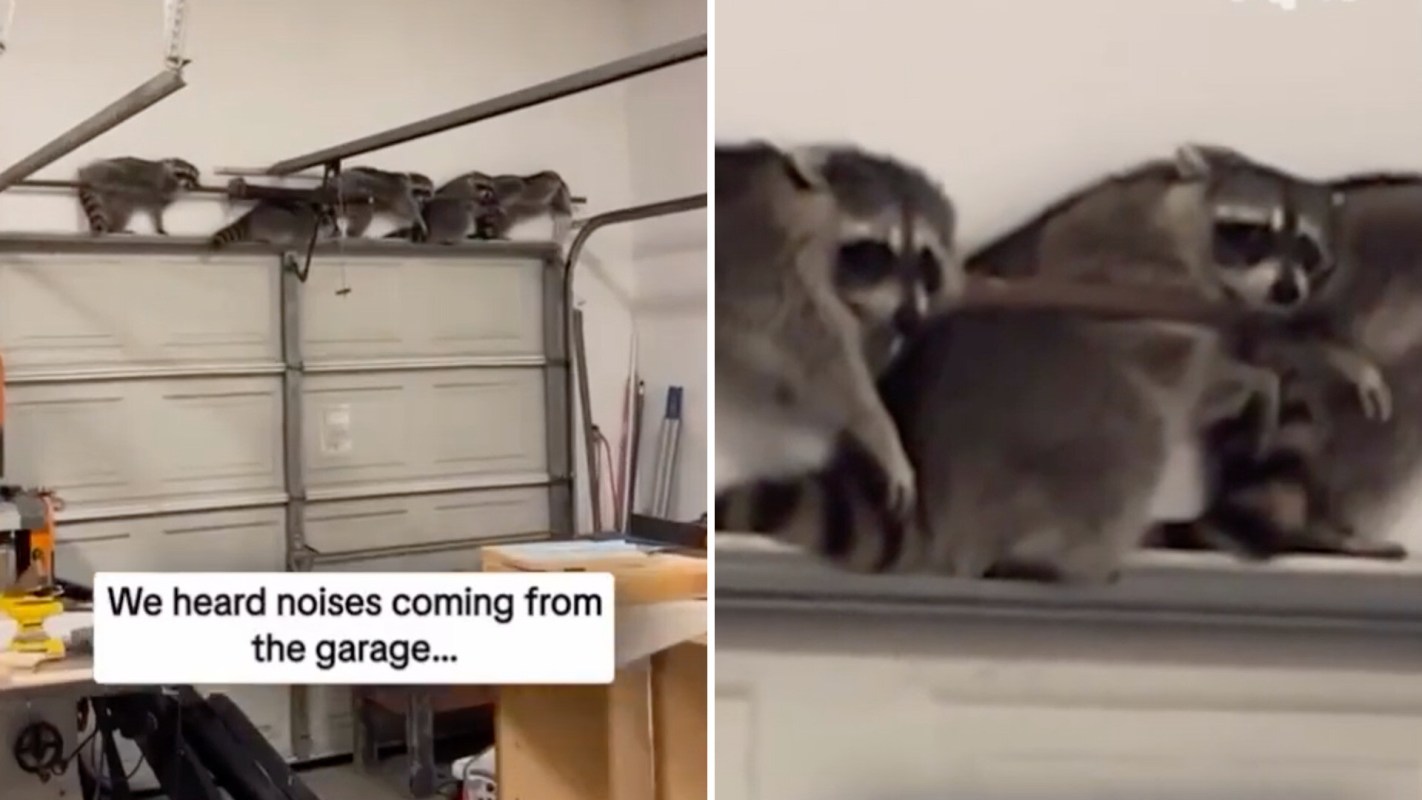 A group of raccoons is perched on a garage door track inside a garage.