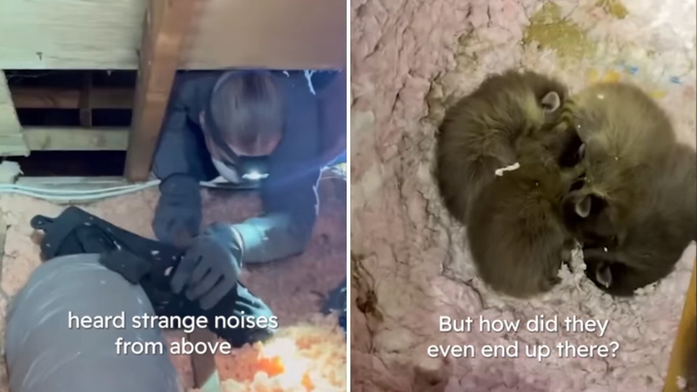 A person investigates strange noises in an attic near three young raccoons nestled together on insulation.