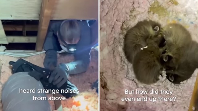 A person investigates strange noises in an attic near three young raccoons nestled together on insulation.