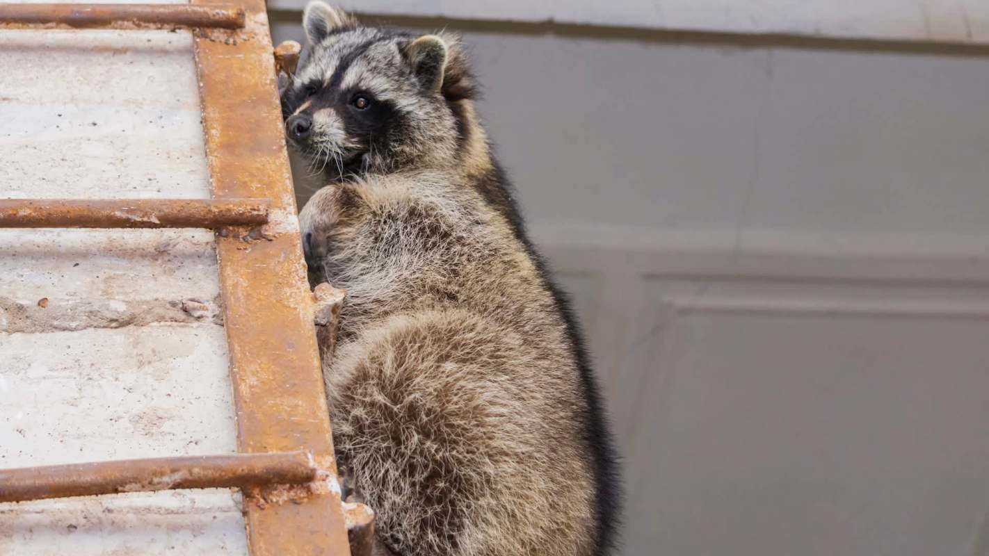 A raccoon clings to a rusty metal ladder, looking curiously at its surroundings.