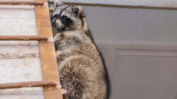 A raccoon clings to a rusty metal ladder, looking curiously at its surroundings.