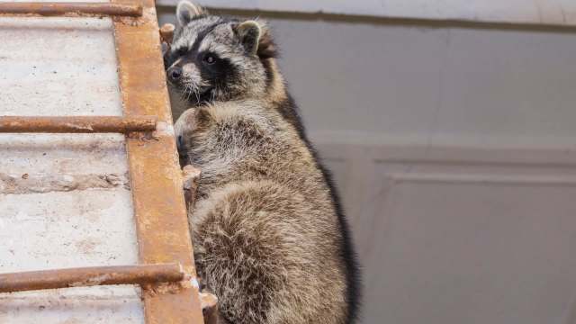 A raccoon clings to a rusty metal ladder, looking curiously at its surroundings.