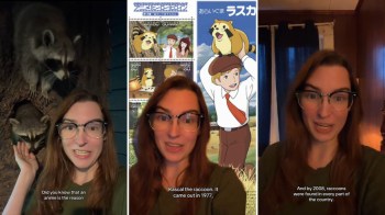 A woman uses live photos and an anime to demonstrate a point about raccoons.
