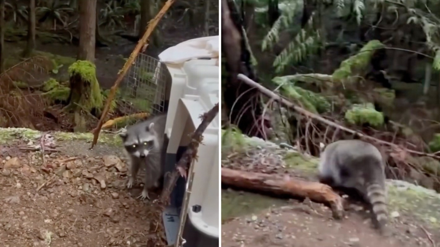 A raccoon exploring a forested area with moss and fallen branches in the background.