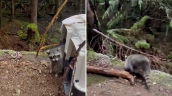 A raccoon exploring a forested area with moss and fallen branches in the background.