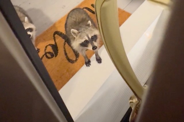 Two raccoons are standing on a doormat outside a door, looking curiously at the viewer.