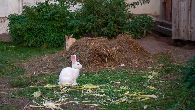 A white rabbit sits on grass with hay and green leaves, while a brown rabbit is partially visible behind a hay pile.