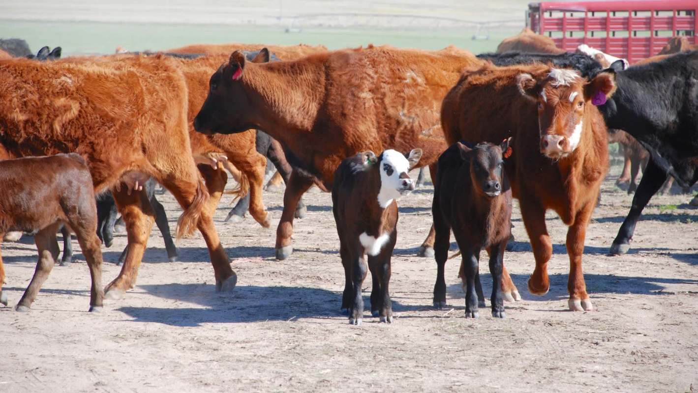 A group of cattle, including several calves, grazing in a sunny, open pasture.