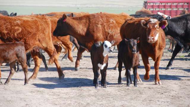 A group of cattle, including several calves, grazing in a sunny, open pasture.