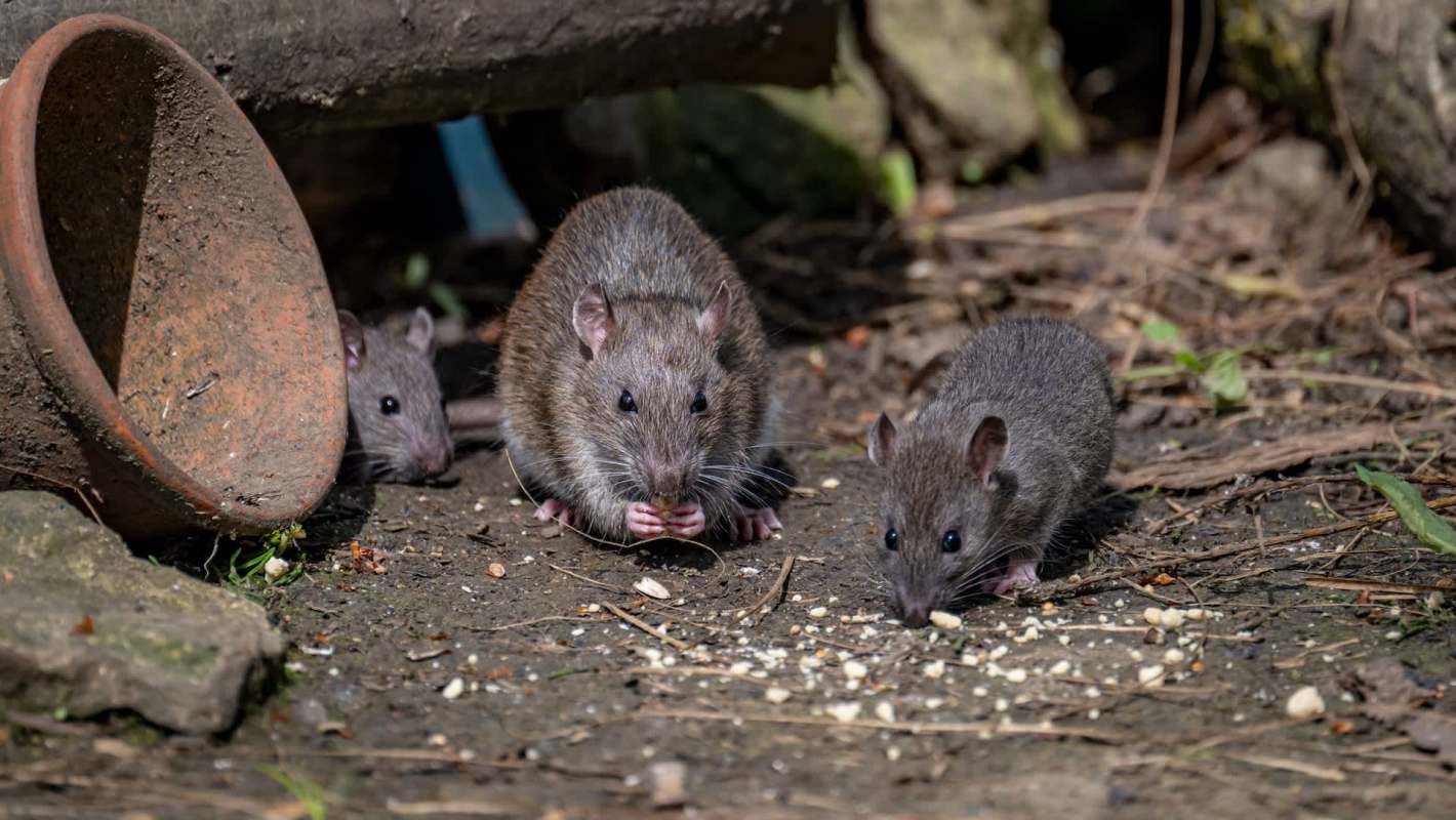 Three brown rats are foraging on the ground, near a broken pot and surrounded by dirt and plant debris.