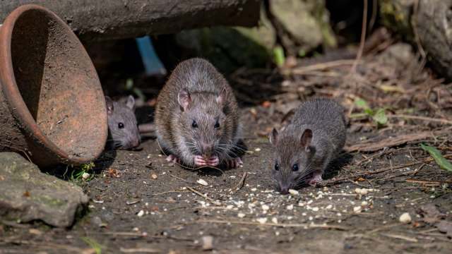 Three brown rats are foraging on the ground, near a broken pot and surrounded by dirt and plant debris.