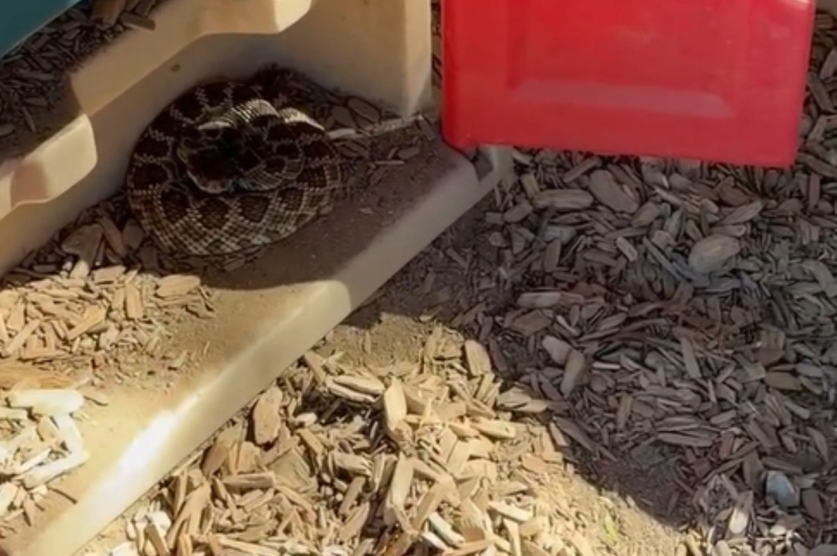 A coiled rattlesnake lying in a children's playhouse.