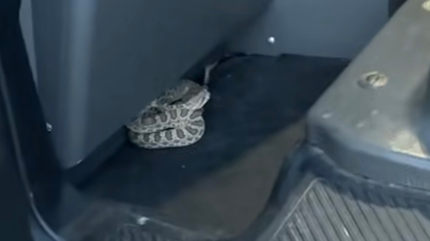 A coiled snake resting in the corner of a vehicle, partially hidden from view.