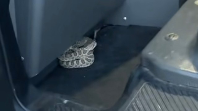 A coiled snake resting in the corner of a vehicle, partially hidden from view.