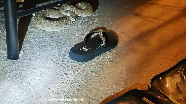 A black flip-flop lies on a textured floor near a coiled snake under a table.