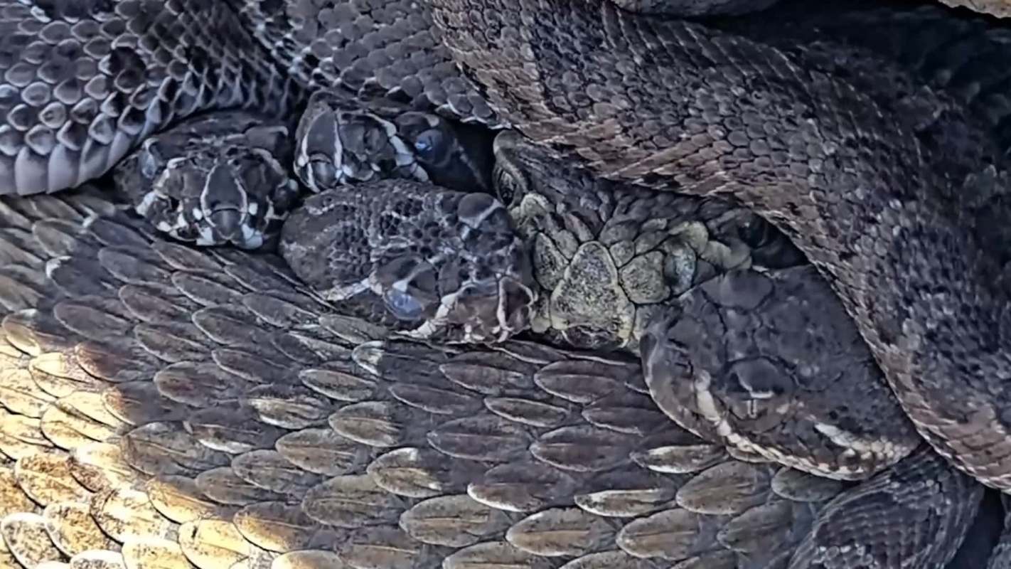 A cluster of snakes intertwined.