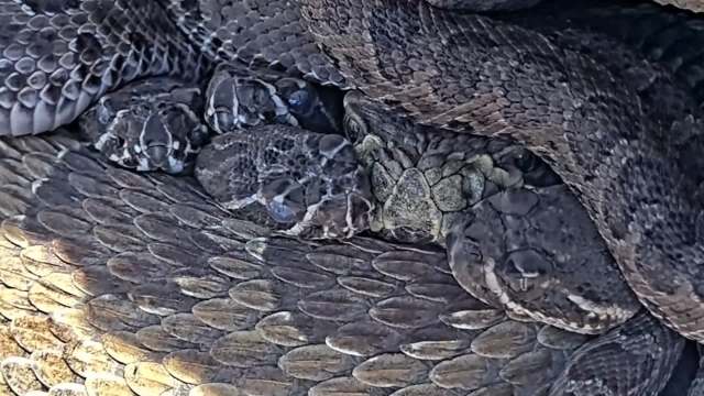 A cluster of snakes intertwined.
